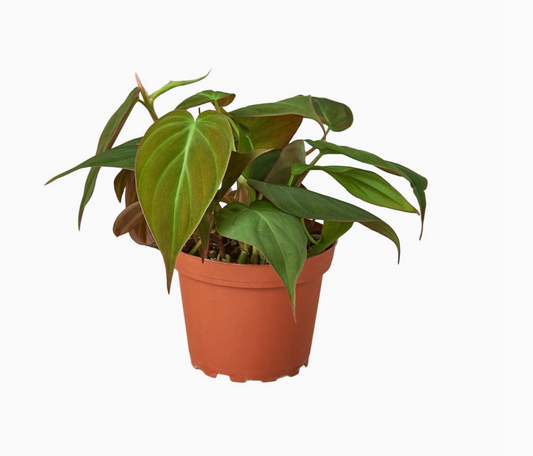 Philodendron Velvet