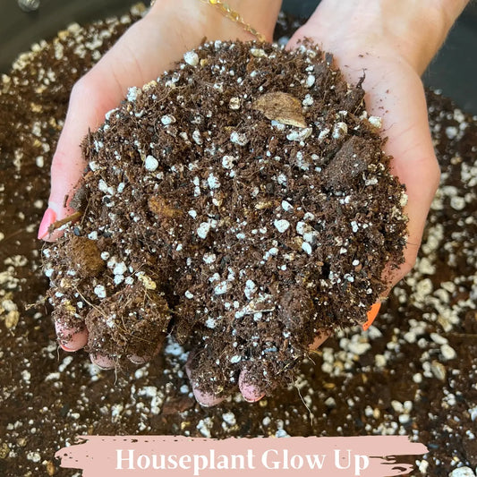 Root Revival – Premium Indoor Potting Mix